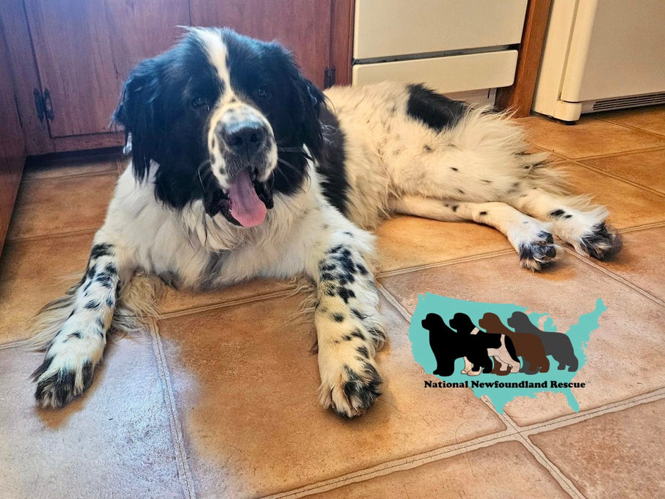 National Newfoundland Rescue Blend