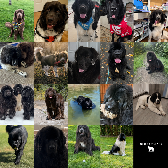 Meet Our Dogs of the Month — August 2026
