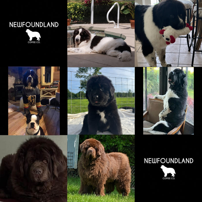 Meet Our Dogs of the Month — June