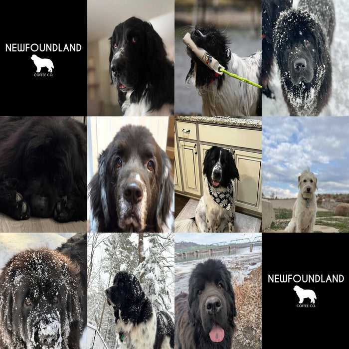 Meet Our Dogs of the Month — March