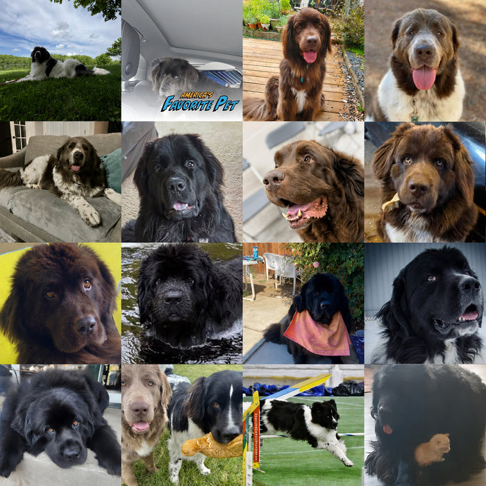 Meet Our Dogs of the Month — May