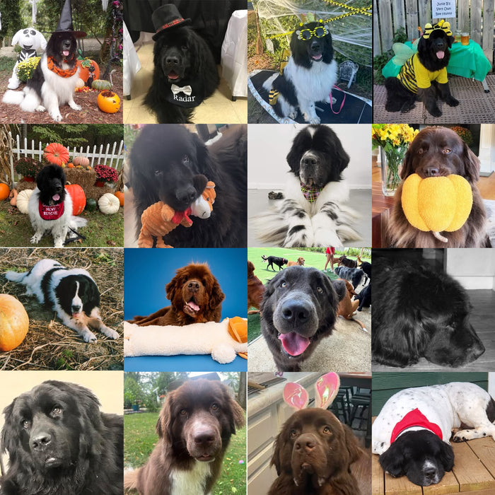 Meet Our Dogs of the Month — October