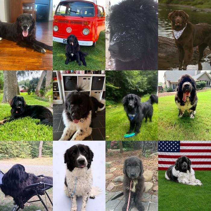 Meet Our Dogs of the Month — September 2026