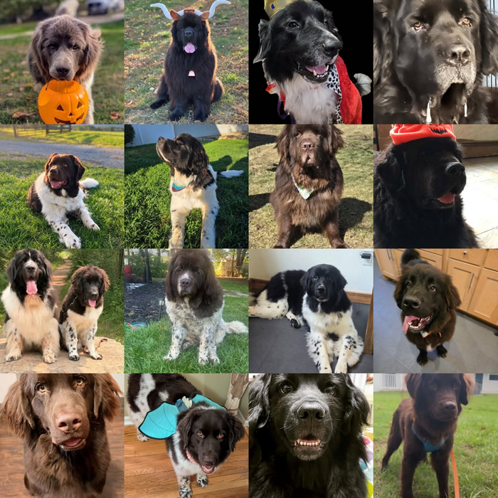 Meet Our Dogs of the Month — October 2026