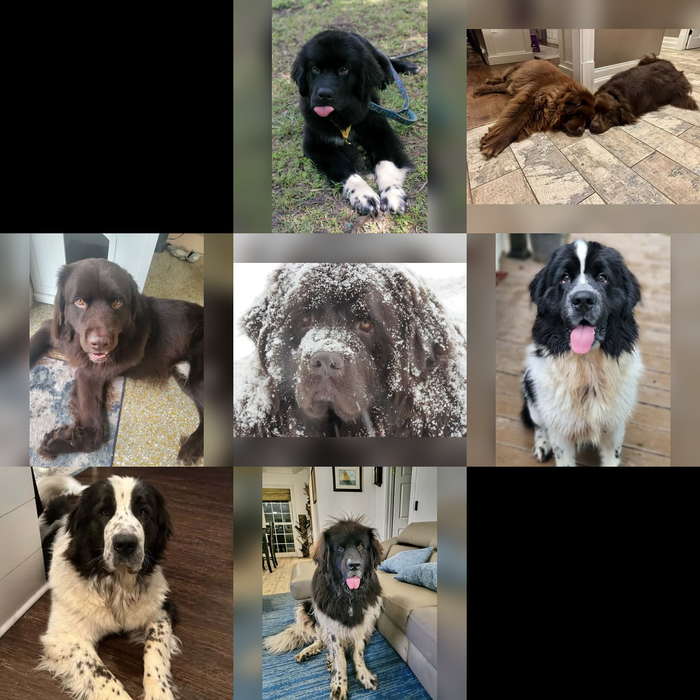 Meet Our Dogs of the Month — November 2026