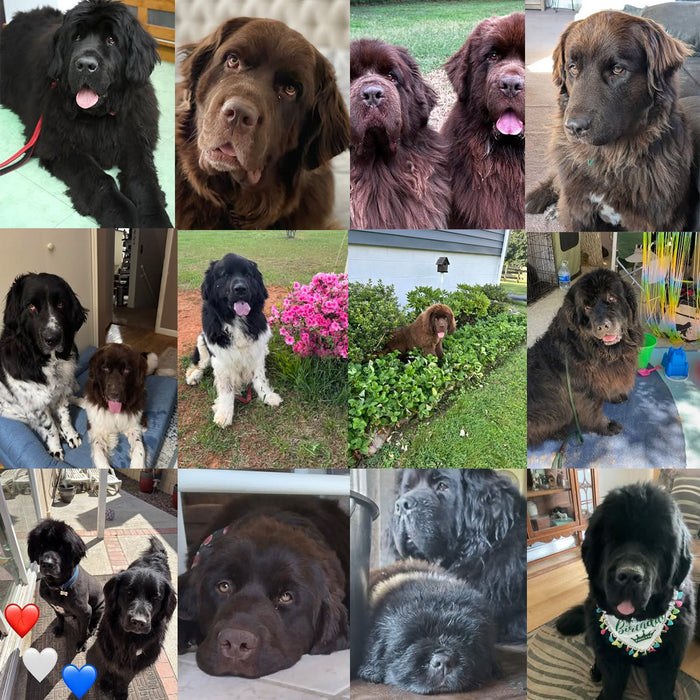 Meet Our Dogs of the Month — August