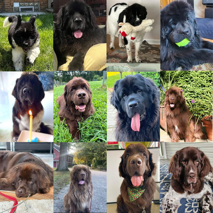 Meet Our Dogs of the Month — September