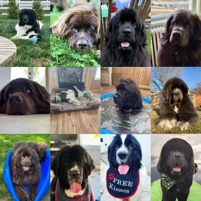 Meet Our Dogs of the Month — June