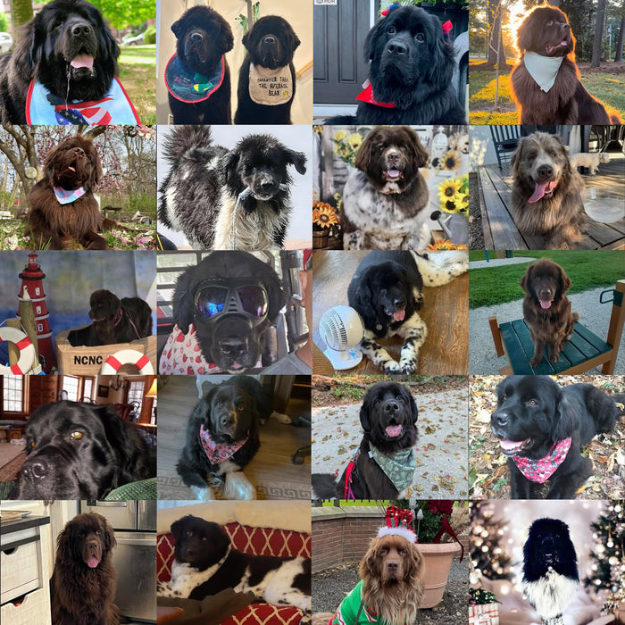 Meet Our Dogs of the Month — November