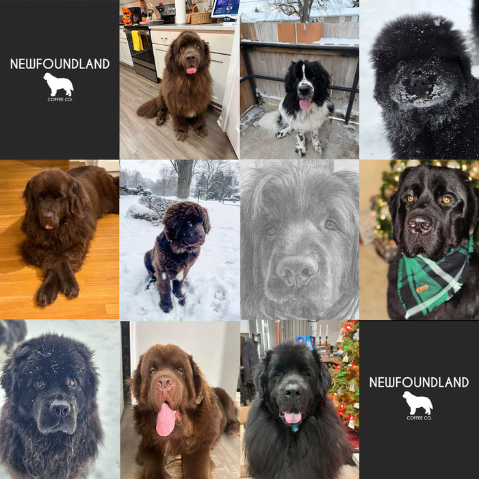 Meet Our Dogs of the Month — January/February